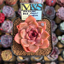 Echeveria 'Hanamai Red Flower Garden' ('Pink Pretty' x 'Contrast' Hybrid) 2" Mam&Sister Farm Original Japanese Hybrid Succulent Plant Cutting