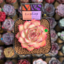 Echeveria 'LingLing' (Colorata x Pulidonis Hybrid) 2" Mam&Sister Farm Original Japanese Hybrid Succulent Plant Cutting