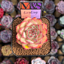 Echeveria 'LingLing' (Colorata x Pulidonis Hybrid) 2" Mam&Sister Farm Original Japanese Hybrid Succulent Plant Cutting