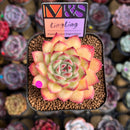 Echeveria 'LingLing' (Colorata x Pulidonis Hybrid) 2" Mam&Sister Farm Original Japanese Hybrid Succulent Plant Cutting