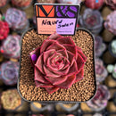 Echeveria 'Nauru Swell' ('Helena' x 'Pumila') 2" Mam&Sister Farm Original Japanese Hybrid Succulent Plant Cutting