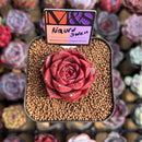 Echeveria 'Nauru Swell' ('Helena' x 'Pumila') 2" Mam&Sister Farm Original Japanese Hybrid Succulent Plant Cutting