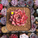 Echeveria Hybrid sp. 1"-2" Seed-Grown Unique Individual Succulent Plant Cutting