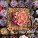 Echeveria Hybrid sp. 1"-2" Seed-Grown Unique Individual Succulent Plant Cutting