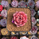 Echeveria Hybrid sp. 1"-2" Seed-Grown Unique Individual Succulent Plant Cutting
