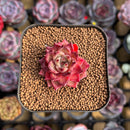Echeveria Hybrid sp. 1"-2" Seed-Grown Unique Individual Succulent Plant Cutting