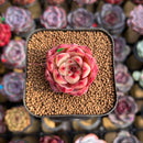 Echeveria Hybrid sp. 1"-2" Seed-Grown Unique Individual Succulent Plant Cutting