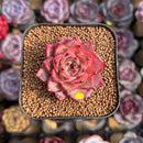 Echeveria Hybrid sp. 1"-2" Seed-Grown Unique Individual Succulent Plant Cutting