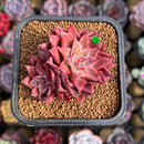 Echeveria 'Corsican Rose' 2" Succulent Plant Cutting