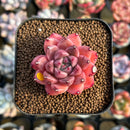 Echeveria 'Quartz Stone' 2" Succulent Plant Cutting