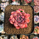 Echeveria 'Quartz Stone' 2" Succulent Plant Cutting