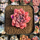 Echeveria 'Quartz Stone' 2" Succulent Plant Cutting