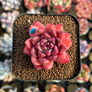 Echeveria 'Quartz Stone' 2" Succulent Plant Cutting