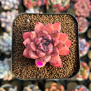 Echeveria 'Quartz Stone' 2" Succulent Plant Cutting