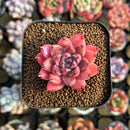 Echeveria 'Quartz Stone' 2" Succulent Plant Cutting