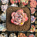 Echeveria 'Starmark' 2" Succulent Plant Cutting