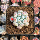 Echeveria Hybrid sp. 1"-2" Seed-Grown Unique Individual Succulent Plant Cutting