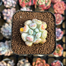 Echeveria Hybrid sp. 1"-2" Seed-Grown Unique Individual Succulent Plant Cutting