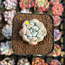 Echeveria Hybrid sp. 1"-2" Seed-Grown Unique Individual Succulent Plant Cutting