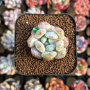 Echeveria Hybrid sp. 1"-2" Seed-Grown Unique Individual Succulent Plant Cutting
