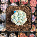 Echeveria Hybrid sp. 1"-2" Seed-Grown Unique Individual Succulent Plant Cutting
