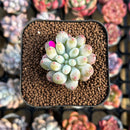 Echeveria Hybrid sp. 1"-2" Seed-Grown Unique Individual Succulent Plant Cutting