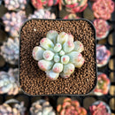 Echeveria Hybrid sp. 1"-2" Seed-Grown Unique Individual Succulent Plant Cutting