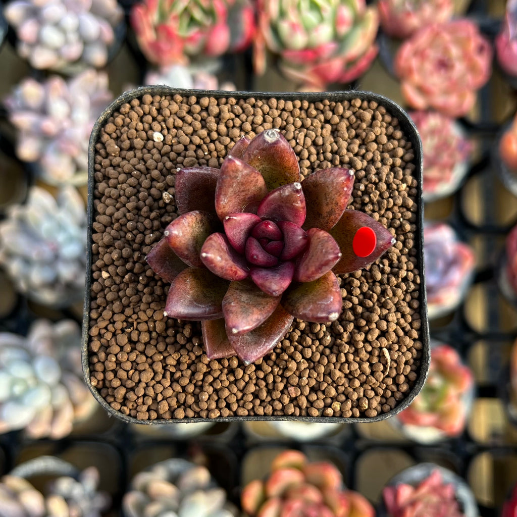 Echeveria 'Pine Rose' 1