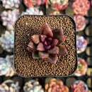 Echeveria 'Pine Rose' 1" Succulent Plant Cutting