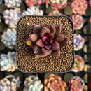 Echeveria 'Pine Rose' 1" Succulent Plant Cutting