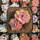 Echeveria 'Onslow' x 'Sugar Heart' 2" Succulent Plant