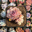 Echeveria 'Onslow' x 'Sugar Heart' 2" Succulent Plant