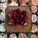 Echeveria Agavoides 'Fire Eagle' 2" Succulent Plant Cutting