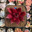 Echeveria Agavoides 'Fire Eagle' 2" Succulent Plant Cutting