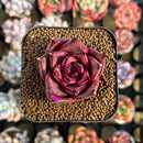 Echeveria Agavoides 'Romeo' 2" Succulent Plant Cutting