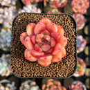Echeveria 'Brightness' 1"-2" Succulent Plant Cutting