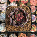 Echeveria sp. 1"-2" Seed-Grown Hybrid Succulent Plant Cutting