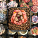 Echeveria 'Cream Pudding' 1" New Seed-Grown Hybrid Succulent Plant