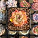 Echeveria 'Cream Pudding' 1" New Seed-Grown Hybrid Succulent Plant
