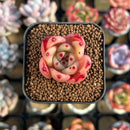 Echeveria 'Cream Pudding' 1" New Seed-Grown Hybrid Succulent Plant