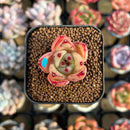 Echeveria 'Cream Pudding' 1" New Seed-Grown Hybrid Succulent Plant