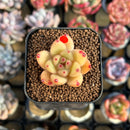 Echeveria 'Caramel Maria' 1" New Seed-Grown Hybrid Succulent Plant Cutting