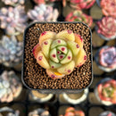 Echeveria 'Cream Pudding' 1" New Seed-Grown Hybrid Succulent Plant cutting