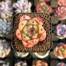 Echeveria Agavoides sp. 1" Succulent Plant Cutting