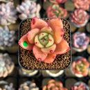 Echeveria 'Amber' 1" Seed-Grown Hybrid Succulent Plant Cutting