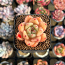 Echeveria 'Caramel Maria' 1" New Seed-Grown Hybrid Succulent Plant Cutting