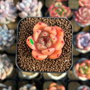 Echeveria 'Caramel Maria' 1" New Seed-Grown Hybrid Succulent Plant Cutting