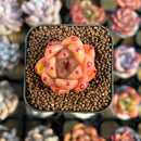 Echeveria 'Caramel Maria' 1" New Seed-Grown Hybrid Succulent Plant Cutting