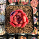 Echeveria 'Glam Pink' 1" Succulent Plant Cutting