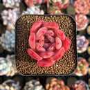 Echeveria 'Glam Pink' 1" Succulent Plant Cutting